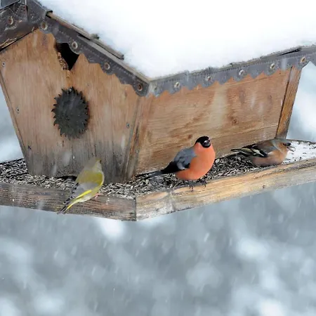 Otel Arlenwald Arosa